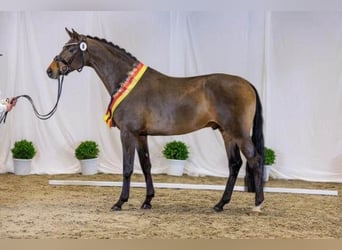 Trakehner, Hengst, 4 Jaar, 170 cm, Bruin