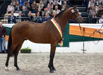 Trakehner, Hengst, 8 Jaar, 168 cm, Bruin