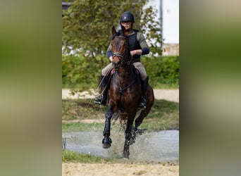 Trakehner, Hengst, 10 Jahre, 168 cm, Brauner