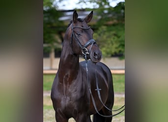 Trakehner, Hengst, 7 Jaar, 169 cm, Donkerbruin