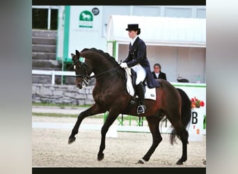 Trakehner, Hengst, 22 Jahre, 171 cm, Dunkelbrauner