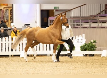 Trakehner, Hengst, 9 Jahre, 169 cm, Dunkelfuchs
