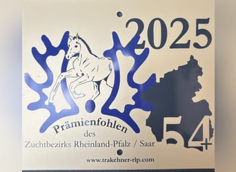 Trakehner, Hengst, Fohlen (05/2025), 105 cm, Dunkelbrauner
