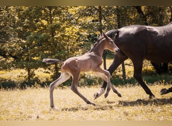 Trakehner, Hengst, , 105 cm, Dunkelbrauner