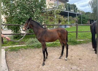 Trakehner, Hengst, Fohlen (05/2025), 105 cm, Dunkelbrauner