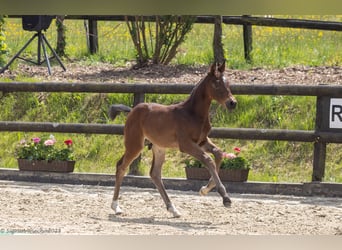 Trakehner, Hengst, , 165 cm, Brauner