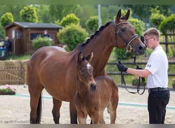 Trakehner, Hengst, , 165 cm, Brauner