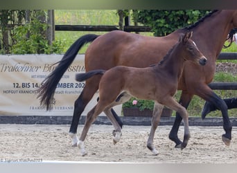Trakehner, Hengst, , 165 cm, Brauner