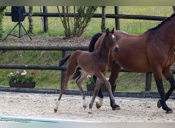 Trakehner, Hengst, , 165 cm, Brauner