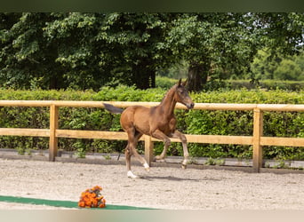 Trakehner, Hengst, Fohlen (03/2026), 168 cm, Brauner