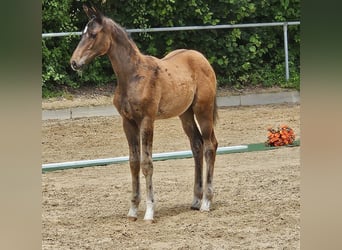 Trakehner, Hengst, Fohlen (03/2026), 168 cm, Brauner