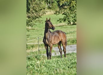 Trakehner, Hengst, Fohlen (03/2026), 168 cm, Brauner