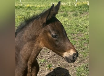 Trakehner, Hengst, , 168 cm, Dunkelbrauner