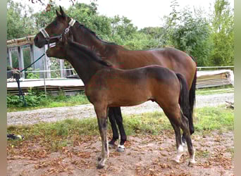 Trakehner, Hengst, Fohlen (01/2025), 168 cm, Dunkelbrauner