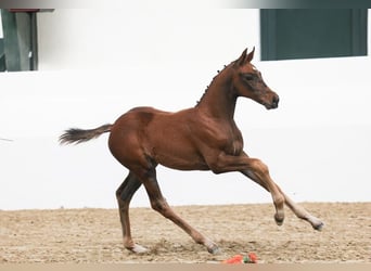 Trakehner, Hengst, Fohlen (04/2026), 168 cm, Dunkelbrauner