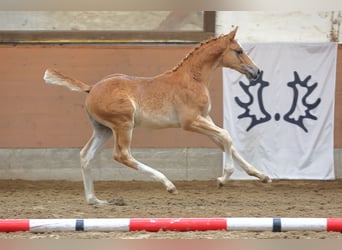 Trakehner, Hengst, Fohlen (04/2023), 168 cm, Fuchs