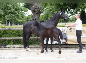 Trakehner, Hengst, , 168 cm, Rappe