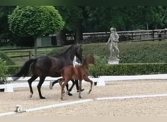 Trakehner, Hengst, , 169 cm, Dunkelbrauner