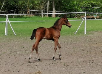 Trakehner, Hengst, , 169 cm, Dunkelbrauner
