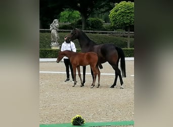 Trakehner, Hengst, , 169 cm, Dunkelbrauner