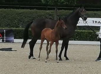 Trakehner, Hengst, , 169 cm, Dunkelbrauner