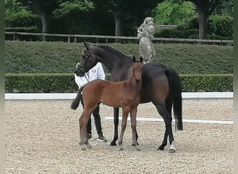 Trakehner, Hengst, , 169 cm, Dunkelbrauner