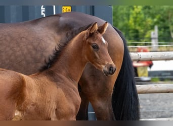 Trakehner, Hengst, , 169 cm, Dunkelbrauner
