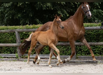 Trakehner, Hengst, Fohlen (03/2025), 169 cm, Fuchs