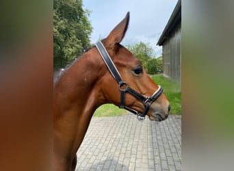 Trakehner, Hengst, Fohlen (04/2024), 170 cm, Dunkelbrauner