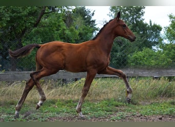 Trakehner, Hengst, Fohlen (04/2026), 170 cm, Dunkelbrauner