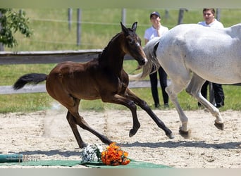 Trakehner, Hengst, Fohlen (03/2025), 170 cm, Kann Schimmel werden
