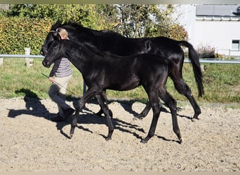 Trakehner, Hengst, Fohlen (05/2025), 170 cm, Rappe