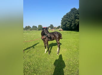 Trakehner, Hengst, Fohlen (03/2025), 170 cm, Rappe