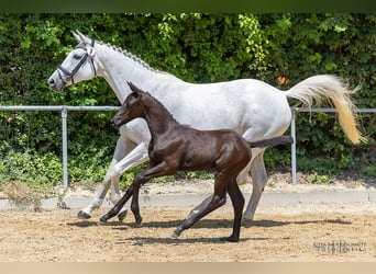 Trakehner, Hengst, , 170 cm, Rappe