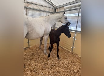 Trakehner, Hengst, , 170 cm, Rappe