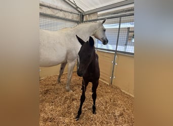 Trakehner, Hengst, , 170 cm, Rappe
