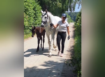 Trakehner, Hengst, , 170 cm, Rappe