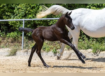 Trakehner, Hengst, , 170 cm, Rappe