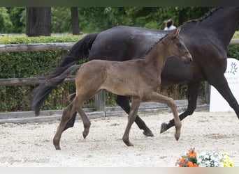 Trakehner, Hengst, Fohlen (05/2025), 170 cm, Rappe