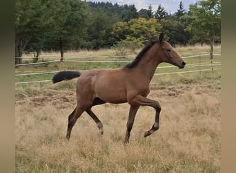 Trakehner, Hengst, Fohlen (05/2025), 170 cm, Schimmel