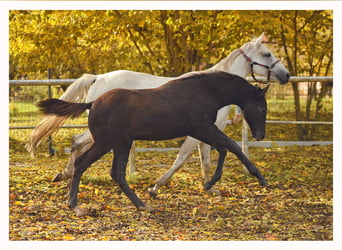 Trakehner, Hengst, Fohlen (05/2025), 170 cm, Schimmel