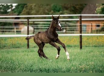 Trakehner, Hengst, , 170 cm, Schwarzbrauner