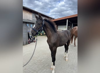 Trakehner, Hengst, Fohlen (04/2025), 170 cm, Schwarzbrauner