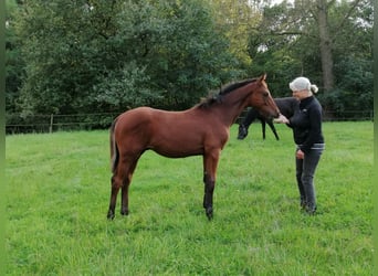 Trakehner, Hengst, Fohlen (04/2024), 172 cm, Brauner