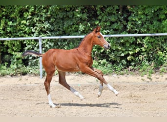 Trakehner, Hengst, Fohlen (06/2026), Brauner