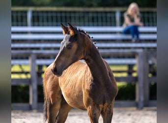 Trakehner, Hengst, Fohlen (05/2026), Brauner