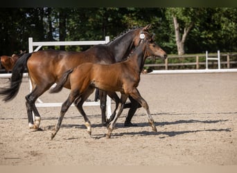 Trakehner, Hengst, Fohlen (05/2026), Brauner