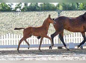 Trakehner, Hengst, Fohlen (06/2026), Brauner