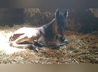 Trakehner Mix, Hengst, Fohlen (06/2023), Brauner