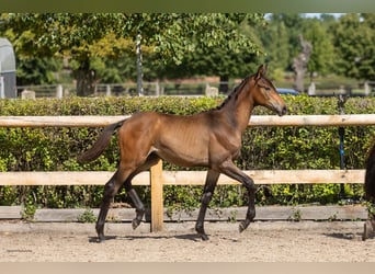 Trakehner, Hengst, Fohlen (04/2026), Brauner